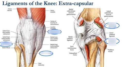 Diagram of S3W4 - Extracapsular ligaments of the knee | Quizlet