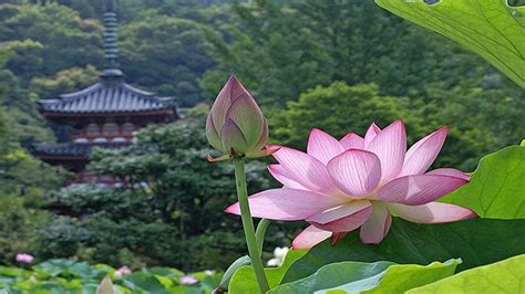 Vietnam's national flower: A divinely beautiful symbol