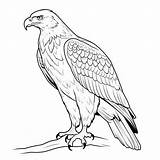 Patriotic Eagle Coloring Pages sketch template