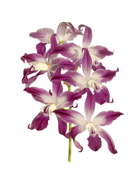 Orchid Painted Art Clipart Free Stock Photo - Public Domain Pictures