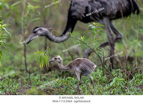 Mato grosso flora y fauna - Imágenes y Fotografía de stock | agefotostock