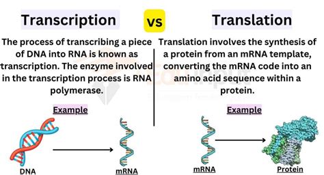 Difference Between Transcription And Translation