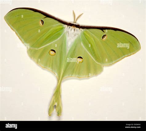 Actias luna, known as the Luna Moth Stock Photo - Alamy