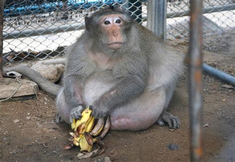 Thailand's chunky monkey on diet after gorging on junk food | WOAI