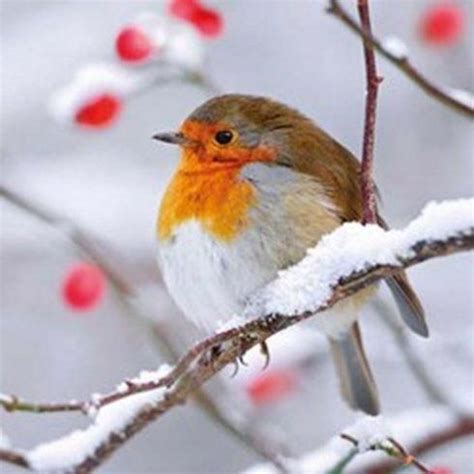 Pin by Cross Stitch & Cute Animal Add on Christmas Robin Pictures | Pet birds, Beautiful birds ...