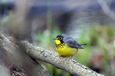 Canada Warbler - eBirdr