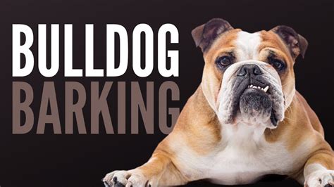 Bulldog Barking Is Actually Scary - YouTube