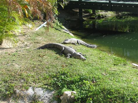 Shell Factory and Nature Park- Gator Slough - ZooChat