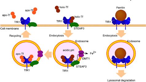 Transferrin and transferrin receptors update | Semantic Scholar