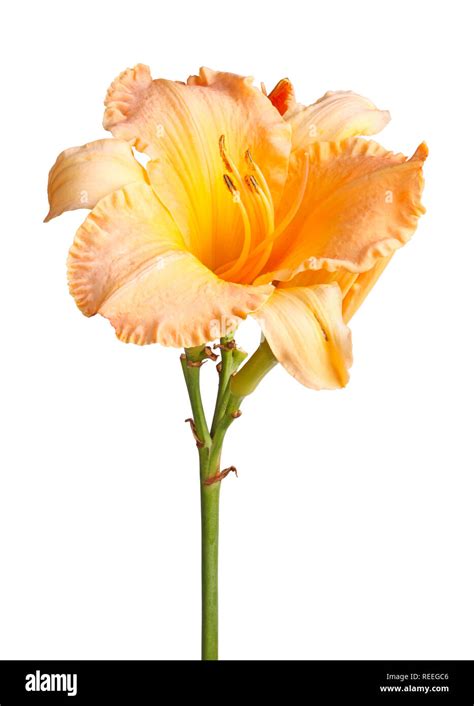 Single stem with an orange and yellow daylily flower pslus unopened buds isolated against a ...