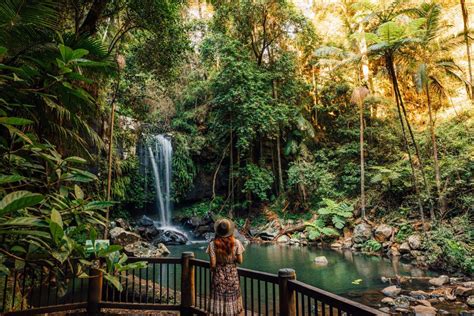 Curtis Falls Mt Tamborine | Ticket to Paradise film locations | Gold coast, Places to visit ...