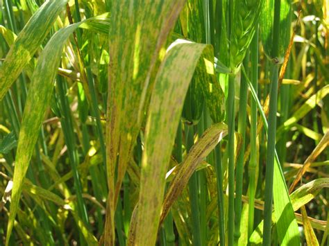 A Conventional Farm Transitions to Organic.: Disease problems in hard red wheat