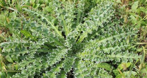 Musk Thistle – Carduus nutans – Wisconsin Horticulture