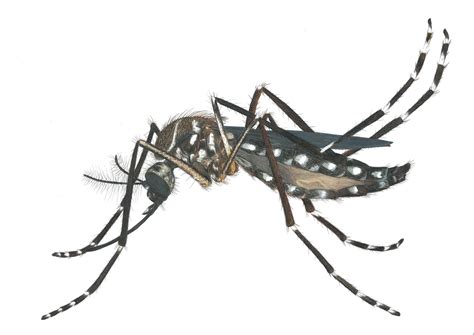 Zika virus explained | Florida Keys Weekly Newspapers