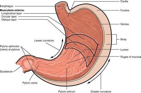 The Stomach | Anatomy and Physiology II