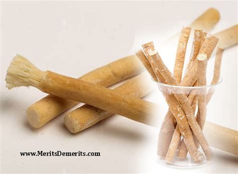 Benefits of Using Miswak toothbrush / Chew Stick for Teeth and Health ...