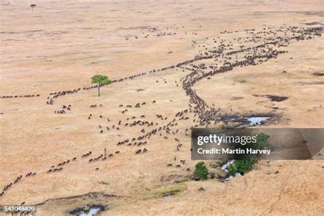 73 Wildebeest Migration Aerial Stock Photos, High-Res Pictures, and Images - Getty Images