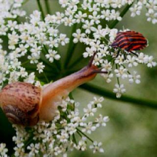 Pin auf Bugs: Snails