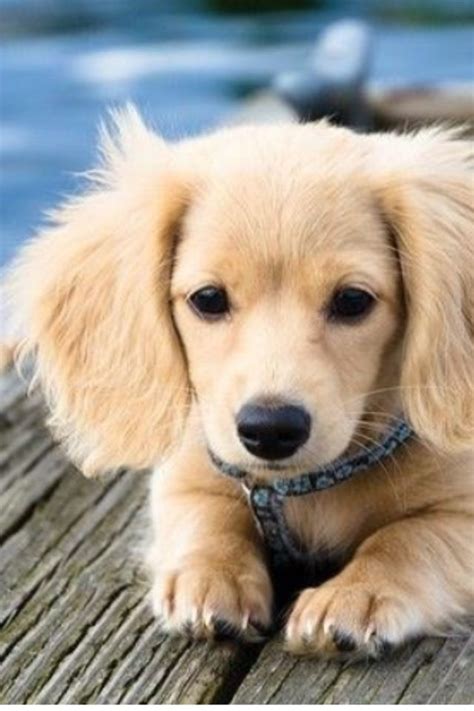 A golden wiener dog! | Puppy | Pinterest