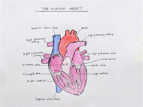 How to Draw the Internal Structure of the Heart (with Pictures)