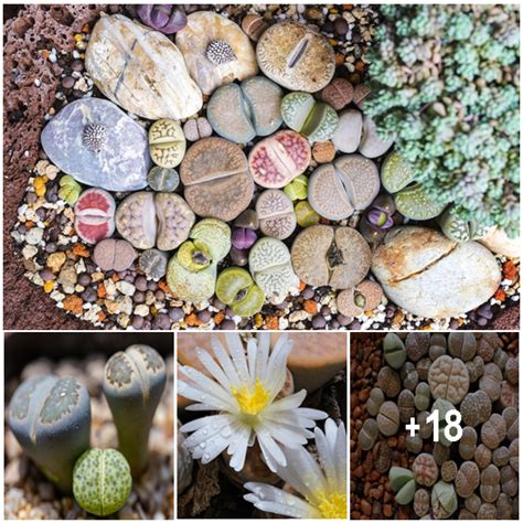 Colorful South African Succulents Have Evolved To Look Like Real Stones