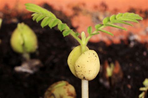 How to Plant Tamarind Seeds Indoors | eBay