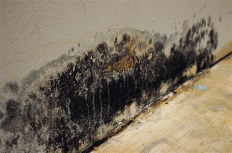 Does Bleach Kill Black Mold in Port Charlotte