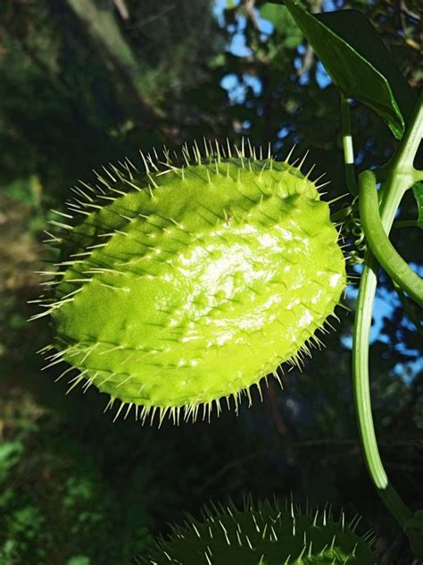 CHAYOTE Seeds Centenary Pumpkin Courgette Prickly Potato Fruit Sechium Edible Chow Chow Very ...