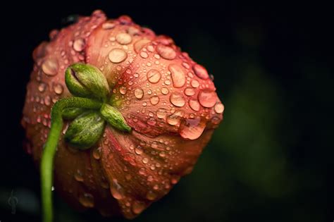 37 Stunning Examples of Raindrop Photography - DotCave