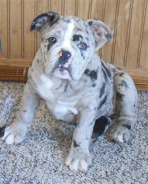 English Bulldogge Info, Temperament, Puppies, Pictures