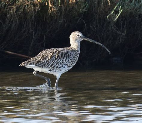 Eurasian Curlew | Greek Nature Encyclopedia