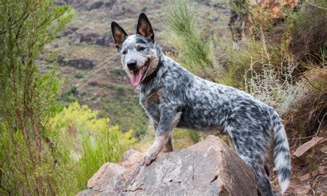 Australian Cattle Dog: Characteristics, Care & Photos | BeChewy