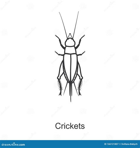 Insect Cricket Vector Icon.Line Vector Icon Isolated on White ...