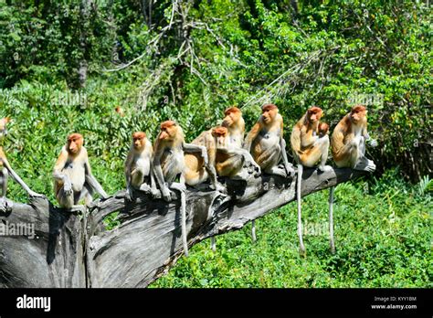 Monkey group hi-res stock photography and images - Alamy