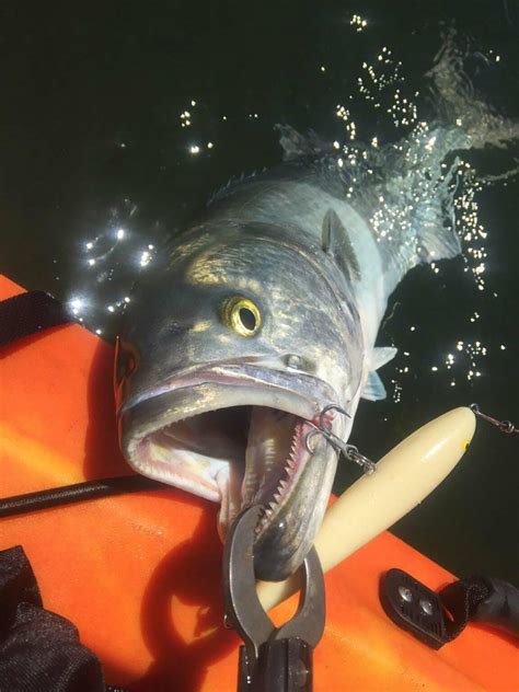 Surf Fishing for Bluefish 7 Tips for Tackling these Aggressive and Hard Fighting Fish - The ...