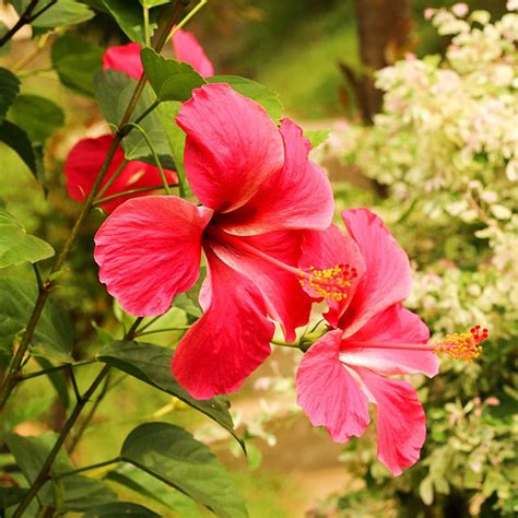 Red Gumamela Flowers found in the garden. Took some photos of this beautiful flower for my ...