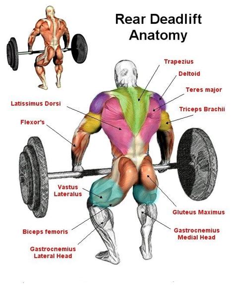 Rear Deadlift Anatomy | Deadlift, Deadlift benefits, Easy workouts