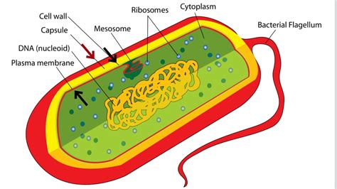 Bacterial Cell Structure