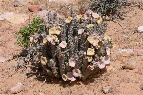 Desert Plants List - Pictures & Facts: Amazing Plants That Live In Deserts