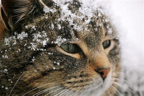 50 Majestic Cats Playing In The Snow | Cat playing, Cats, Herding cats