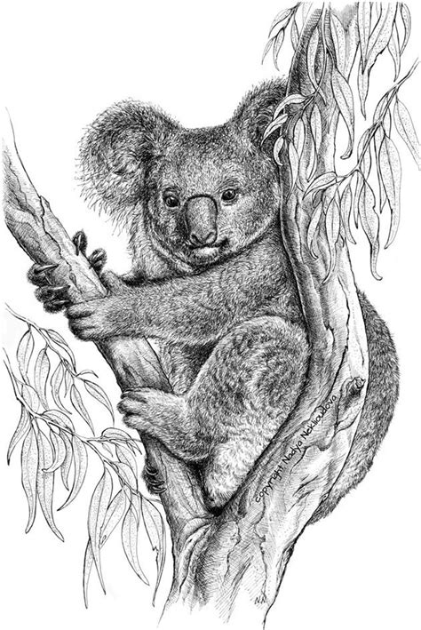 Koala Art Print Australian Animal Pen and Ink Drawing Koala Drawing ...