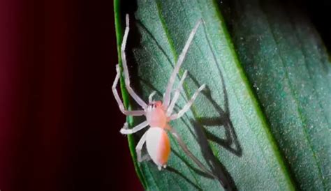 Does Vinegar Kill Spiders? {Will it Get Rid Of Spiders}