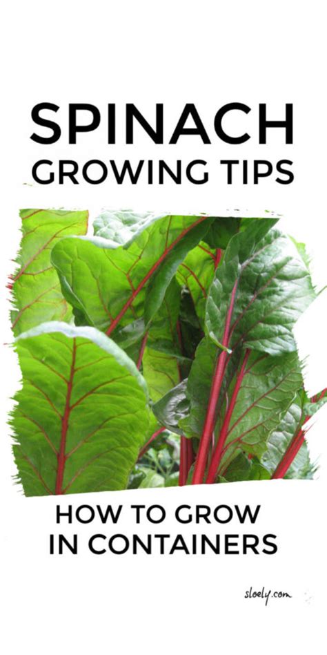 How To Grow Spinach Tips