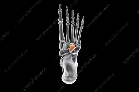 Lateral cuneiform bone, illustration - Stock Image - F036/8581 - Science Photo Library