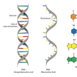 Describe 3 main differences between rna and dna. Describe three ...