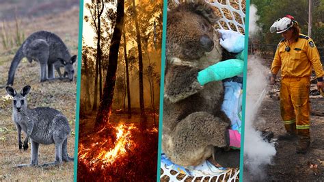 How You Can Help Australia's Wildfire Animals, Victims and Firefighters | Access