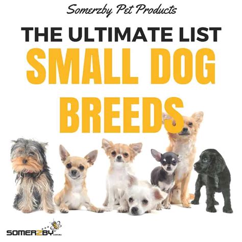 Small Dog Breeds - The Ultimate List to help you find the perfect pup