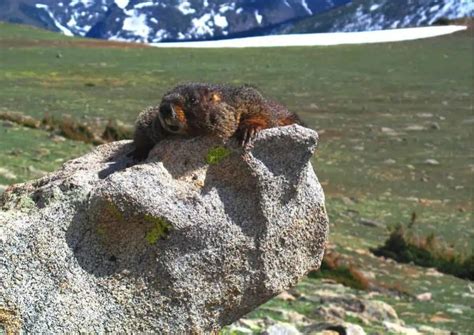 Marmot Behavior - AnimalBehaviorCorner