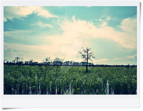 Louisiana's Wetlands by Megan87 on DeviantArt