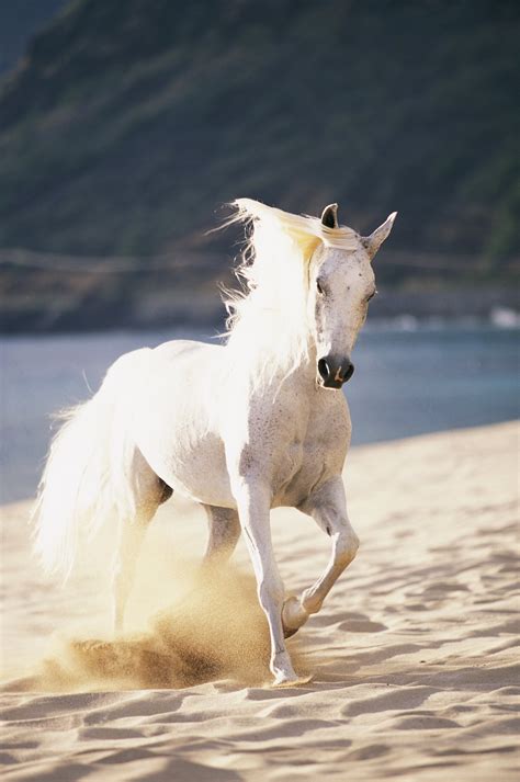 🔥 [30+] White Horse Running On Beach Wallpapers | WallpaperSafari